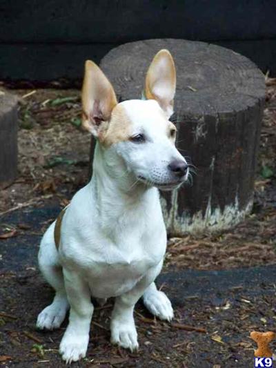 Rat Terrier Puppies for Sale